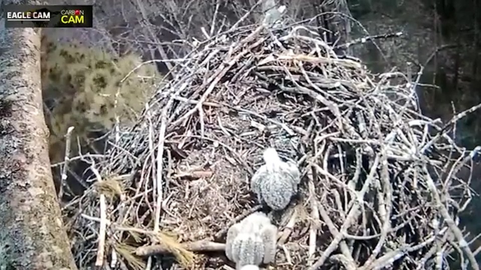  The camera was providing a livestream of this nest of baby eagles