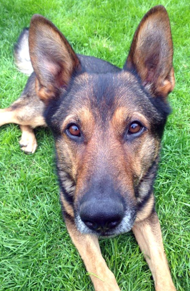 Police dog and handler suffer stab wounds following a robbery