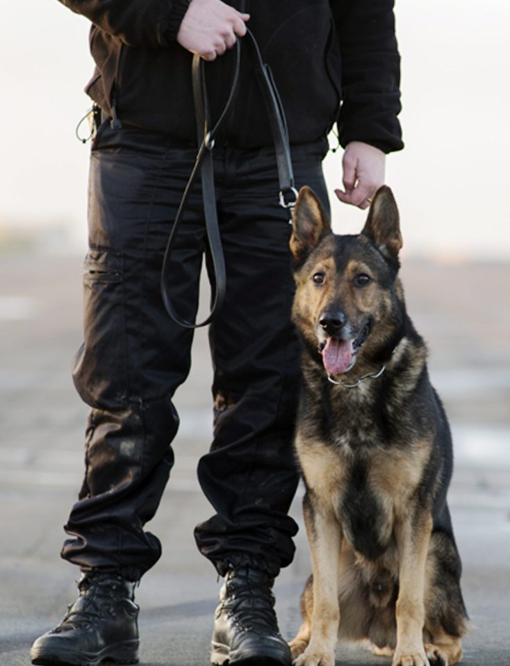  The suspect ran off and Finn and his handler gave chase, catching the man in Denton Road - where they were stabbed.