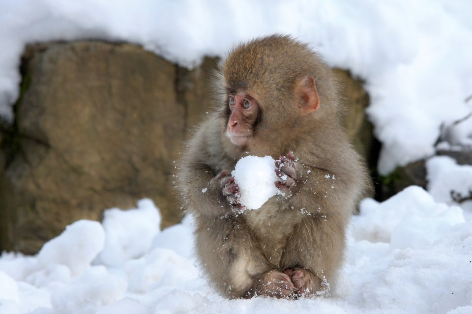 A tiny white snow monkey is pictured making a snowball