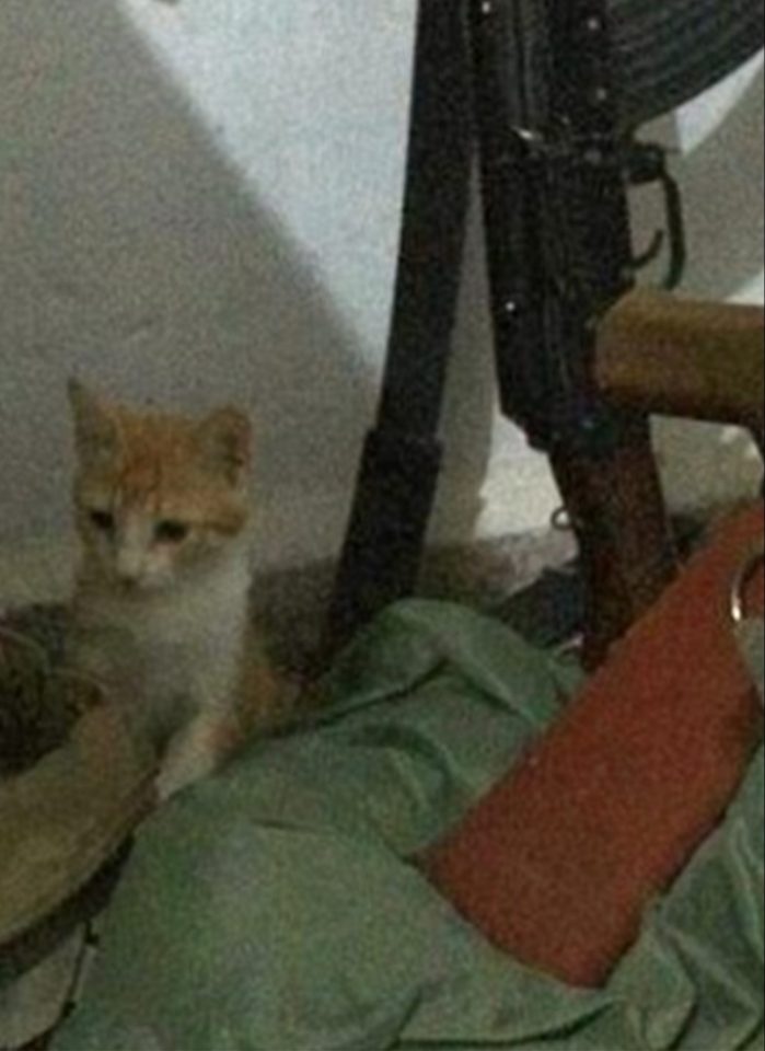  Photos of kittens next to AK47s helped lead to a huge influx of new recruits