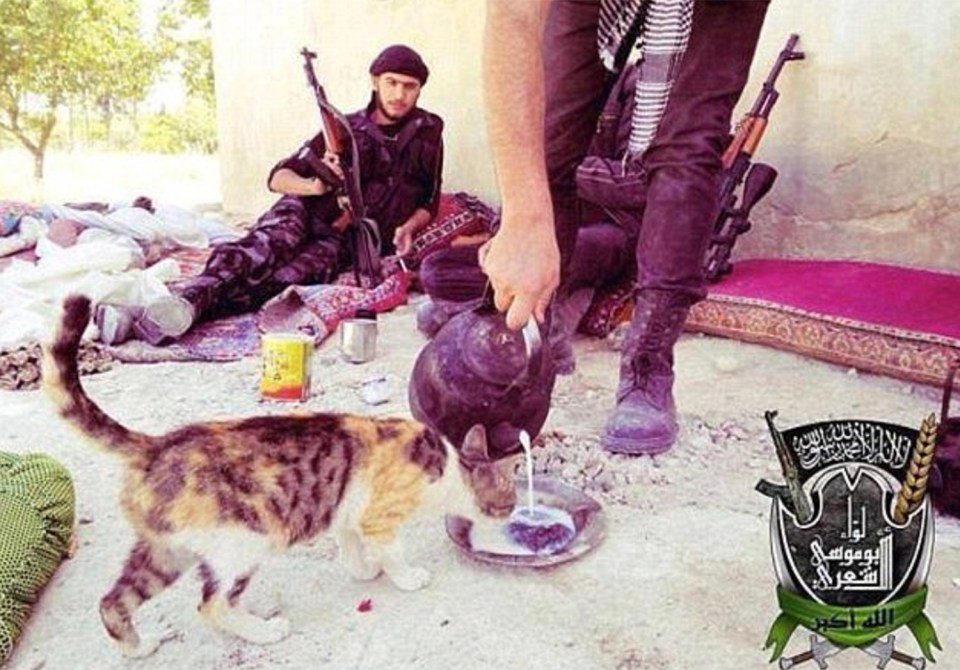  ISIS fighters are no longer caring for cats and have instead begun rounding them up and killing them