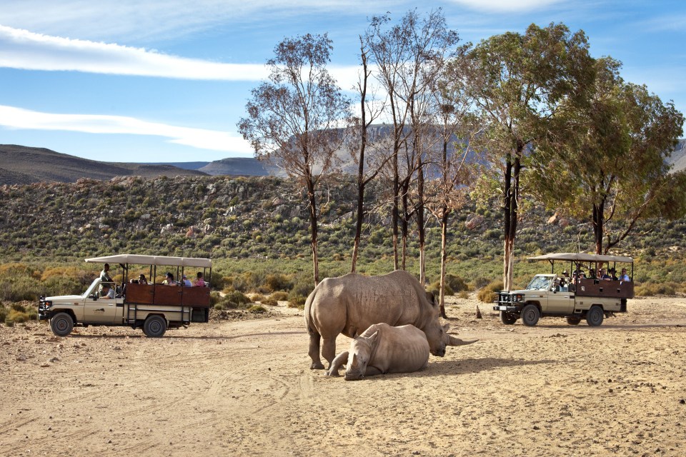 Go on Safari during the off-peak season to bag a bargain