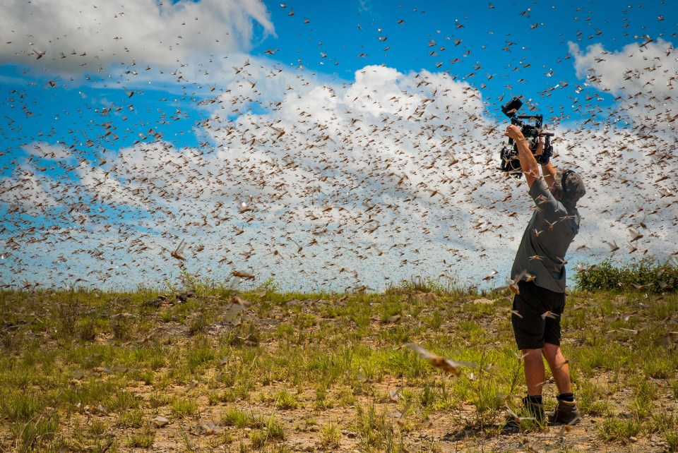 A cameraman gets among flying critters