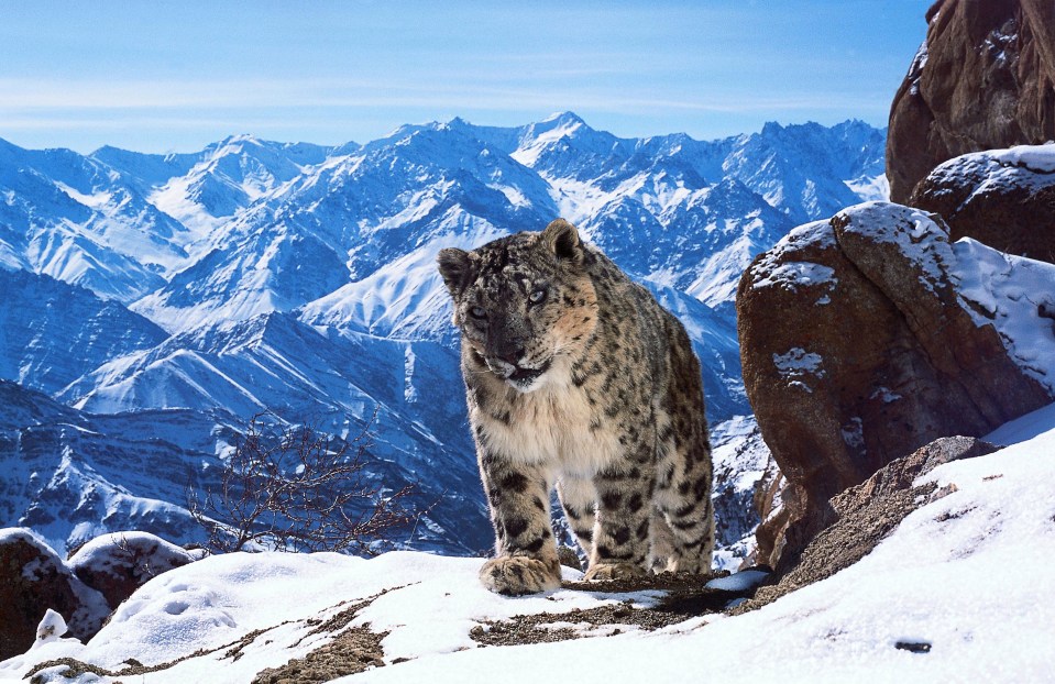 A snow leopard