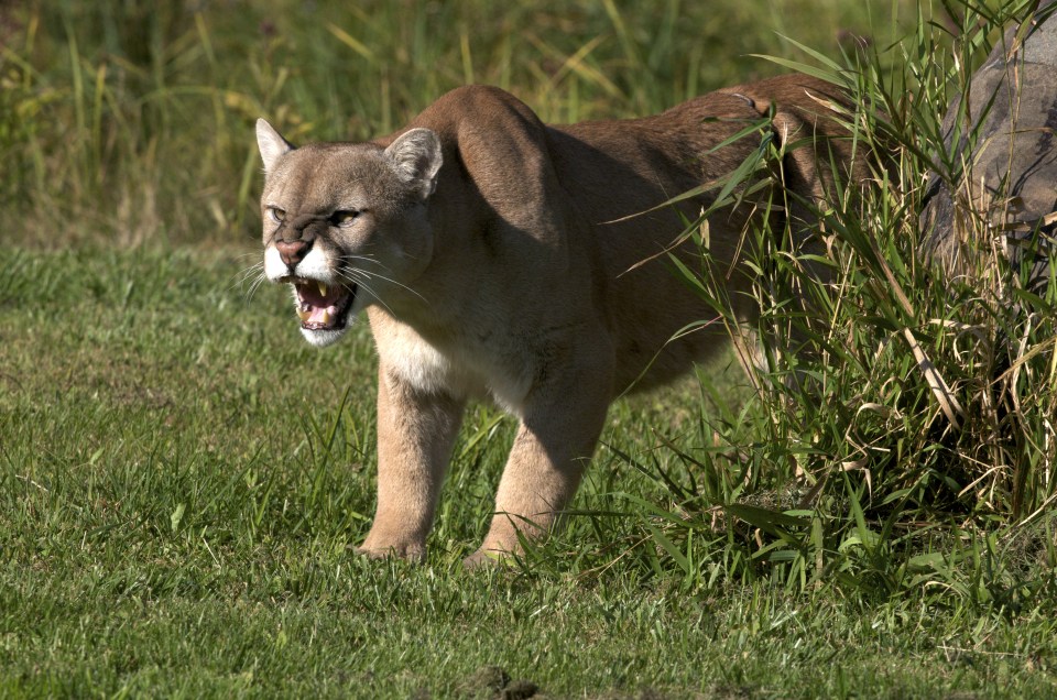  Locals fear an animal, like this puma, is stalking the Cornish countryside