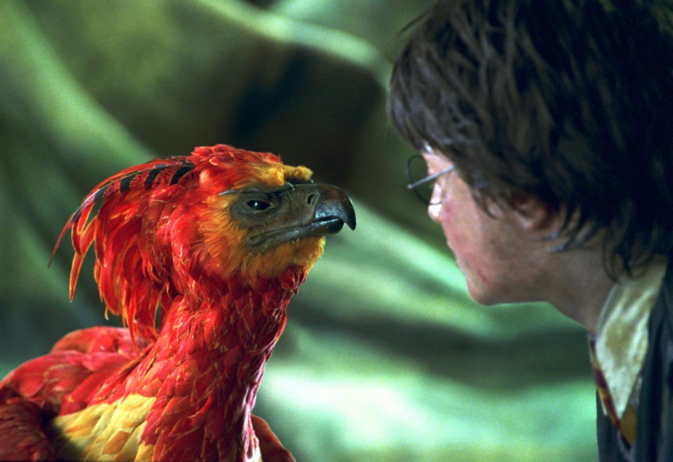  A new fan theory suggests that Fawkes helped Harry Potter become immortal