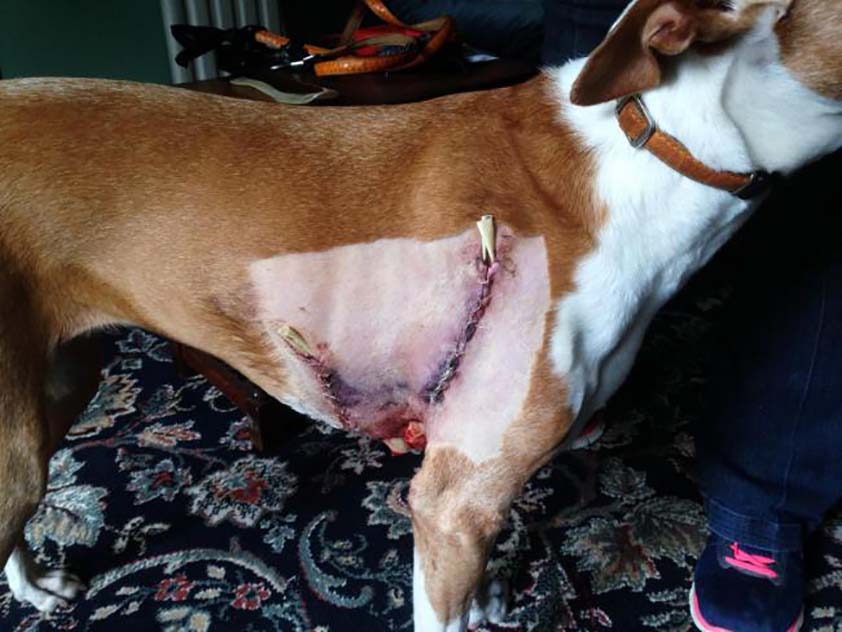 The poor dog was rushed to the vet after the incident which owner Carlos thinks was the "beast of bucks"