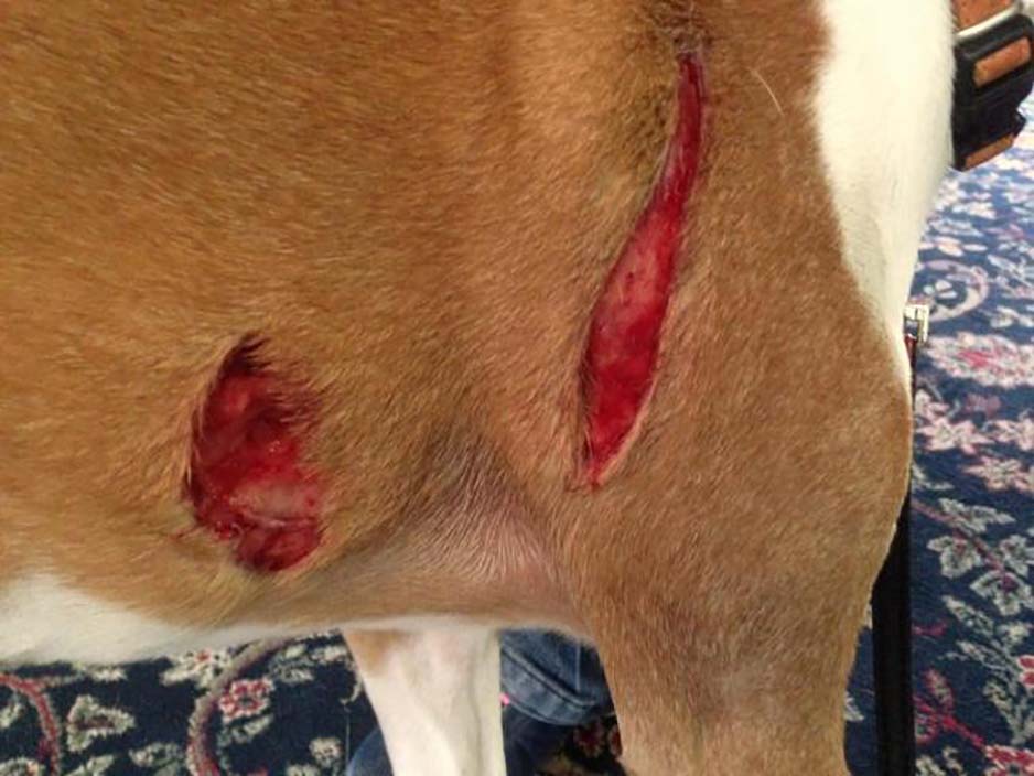 Daisy was allegedly mauled by a black panther in woods in Bucks