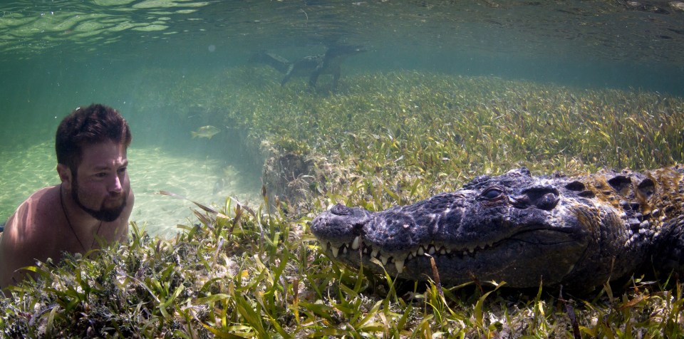 Wildlife biologist Forrest Galante gets up close and personal with a wild crocodile in clear waters in June 2016