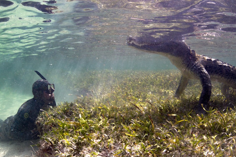 The filmmakers were able to get close by wearing wetsuits designed to look like crocodile scales