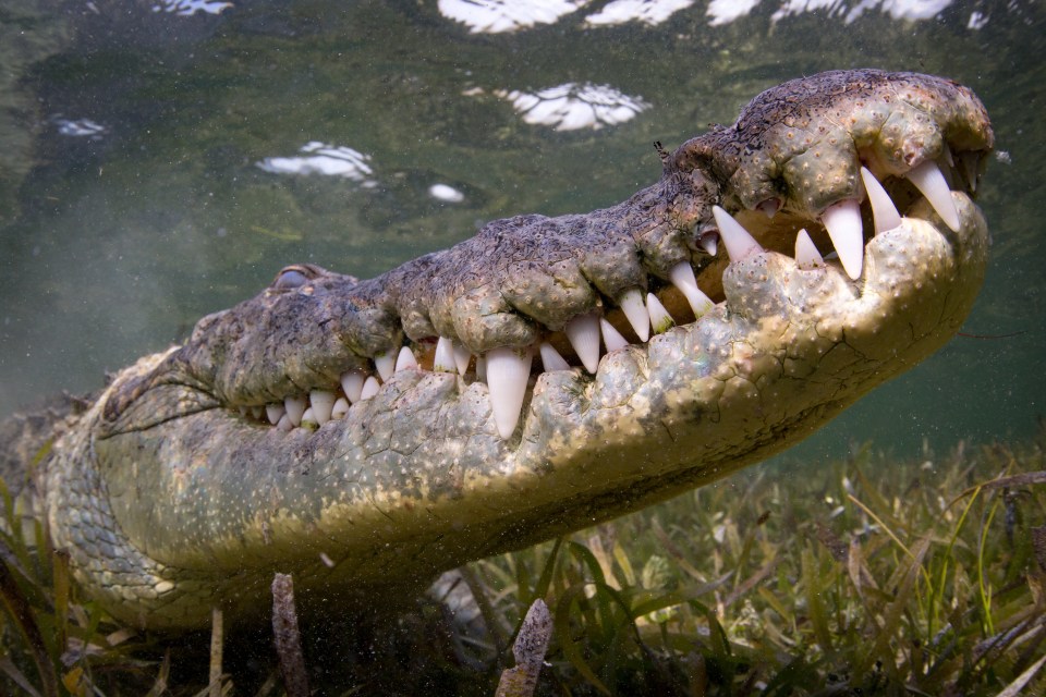 One of the six wild crocodiles that Mark and Forrest swam with shows off its arsenal of teeth 