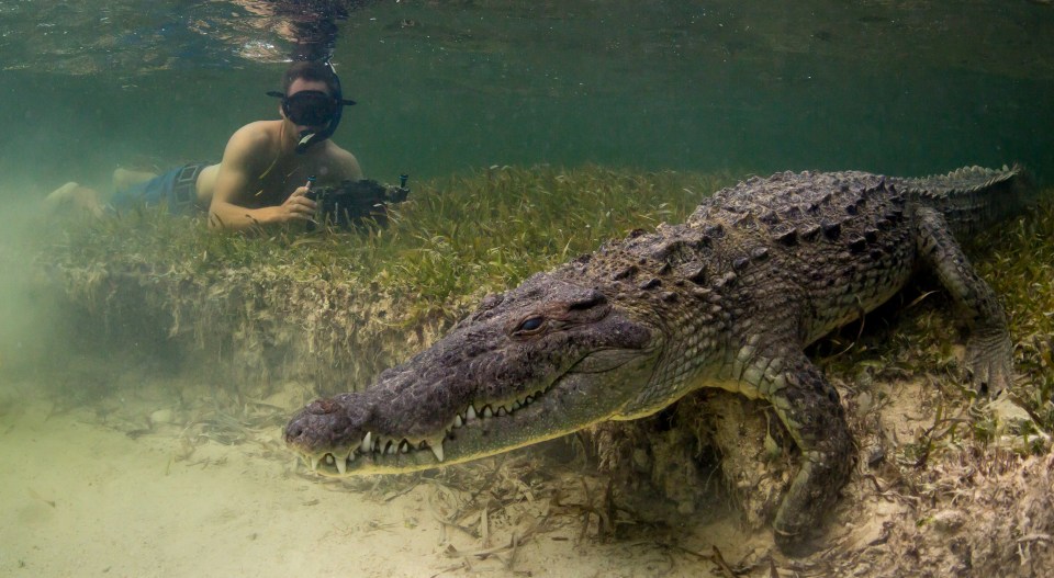 Cameraman Mark Romanov swims close to a wild crocodile to capture the perfect footage 