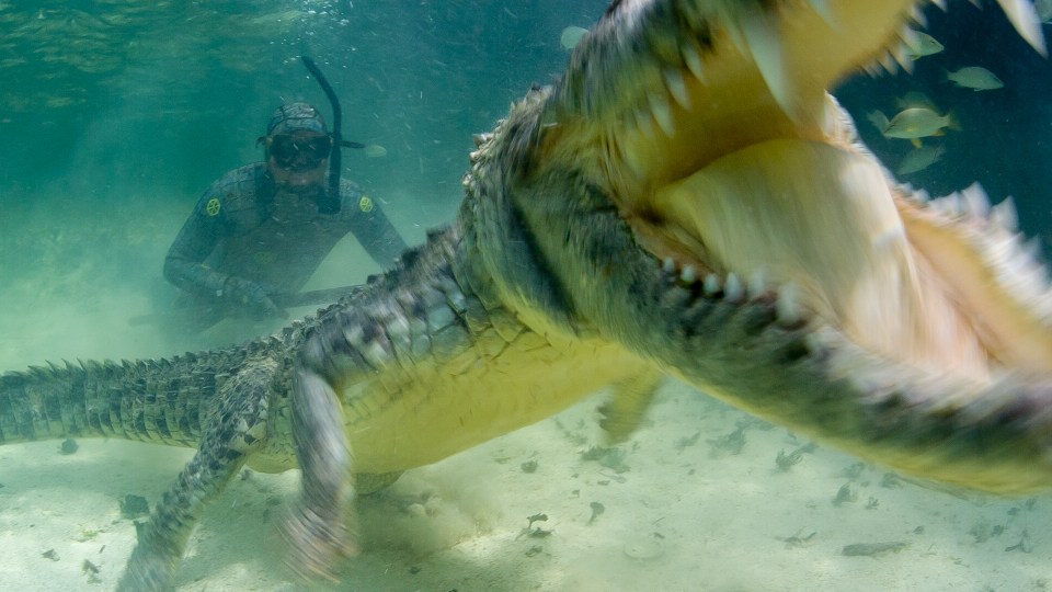 Forrest and his cameraman Mark Romanov were surrounded by six crocodiles at one point during filming 