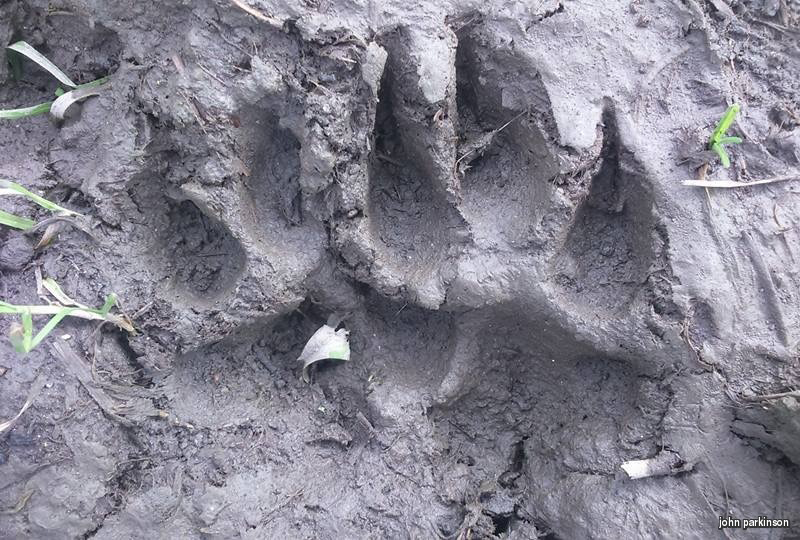  The paw print sighting comes weeks after a large animal was said to have jumped in front of a car