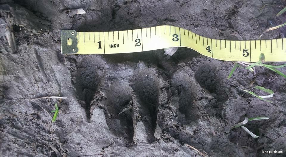  This huge paw print was found by John Parkinson when he was out walking