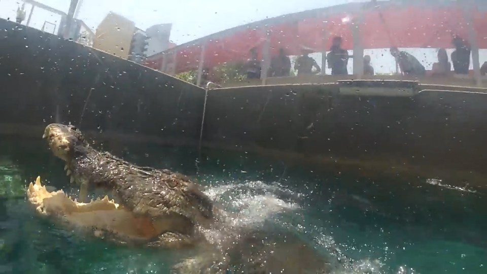 Feeding time ... Keepers feed the crocs while people are in the water