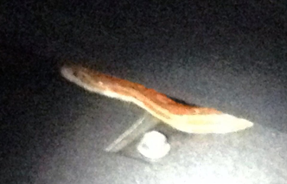 SNAKE IN BOOT OF CAR