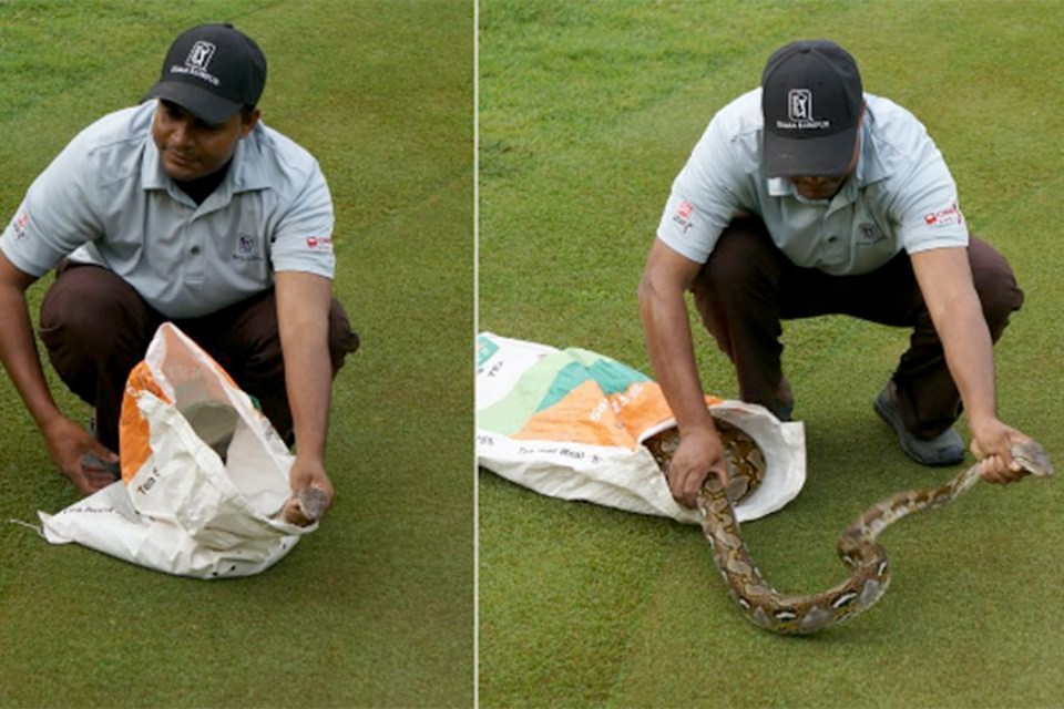 A snake handler carefully removes the python at the Klang Valley resort in Kuala Lumpur