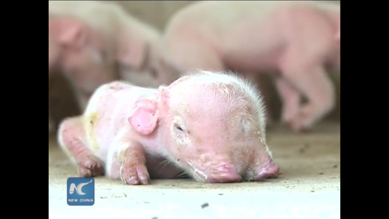 Mutant piglet with two snouts and three eyes