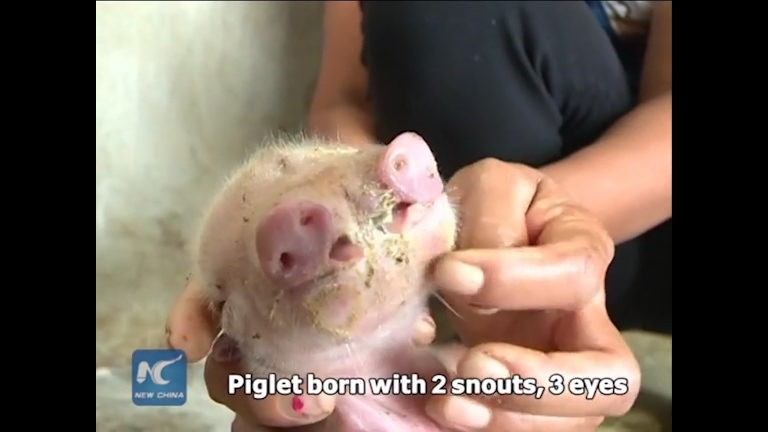 Mutant piglet with two snouts and three eyes