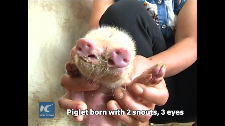 Mutant piglet with two snouts and three eyes