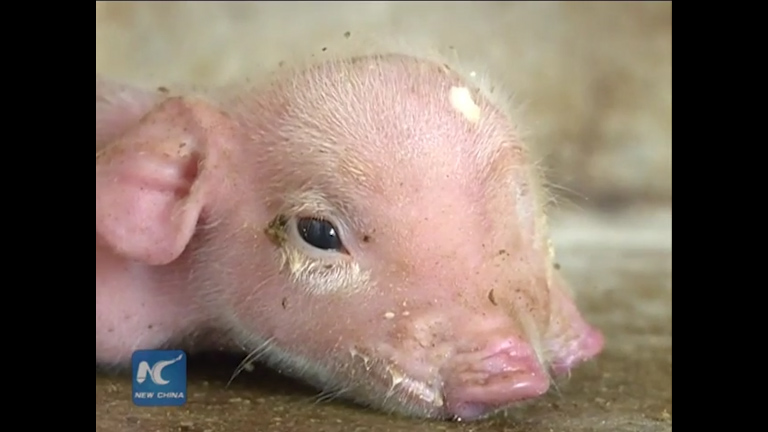 Mutant piglet with two snouts and three eyes