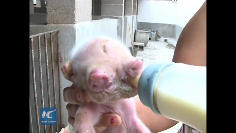 Mutant piglet with two snouts and three eyes