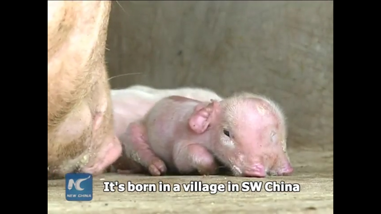 Mutant piglet with two snouts and three eyes