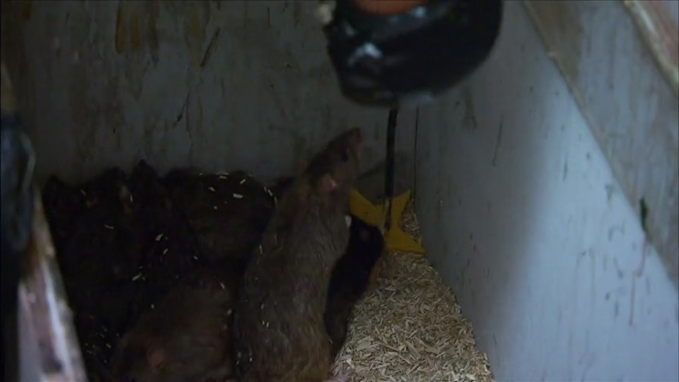 A rat peers inquisitively at Adam - who was reprimanded for his rough treatment of the gentle rodents