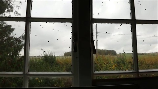  Margaret Yescombe, 35, filmed the moment hundreds of the red and black bugs began hitting the windows