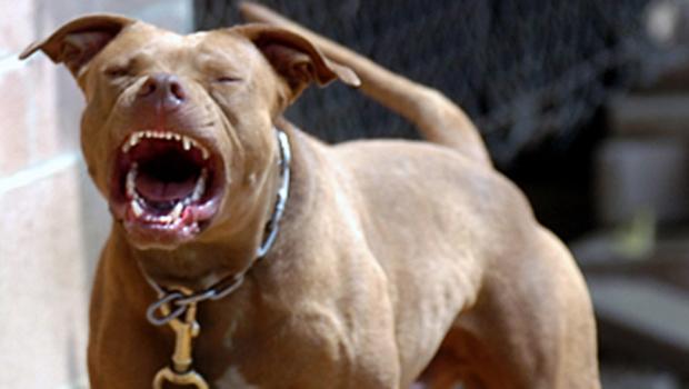  Police say the dog which launched an attack on four people was an American Pit Bull-type (stock image)