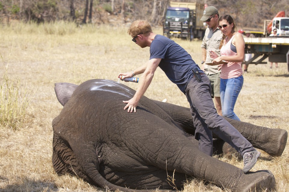  Prince Harry worked in Malawi during the summer with African Parks as part of an initiative helping move some 500 elephants to a safer home