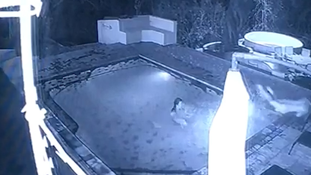 The man leaps out of the pool, leaving his terrified girlfriend to fend for herself