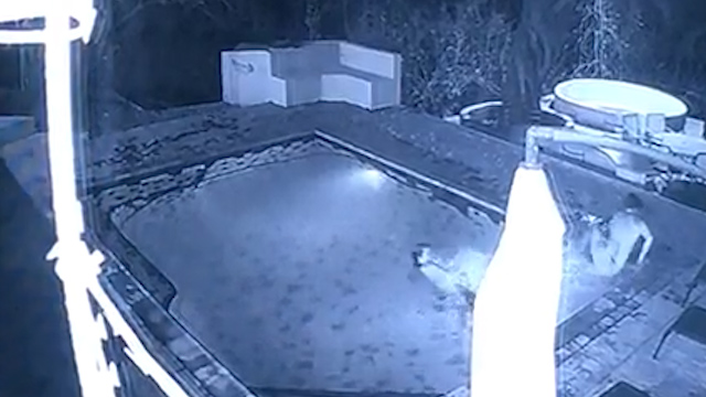 The croc suddenly launches its attack, leaping into the pool with a splash 