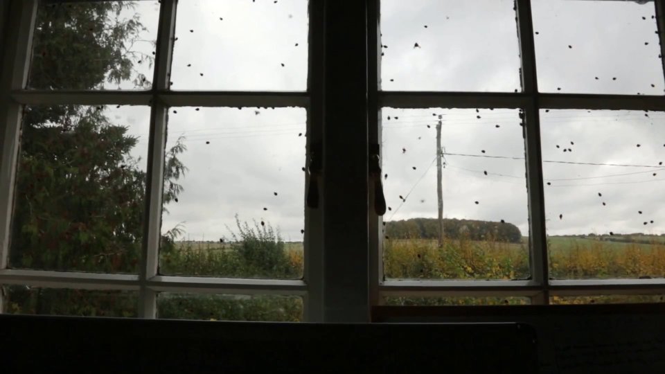  The ladybirds swarmed outside a terrified woman's window and continued to hit for three days