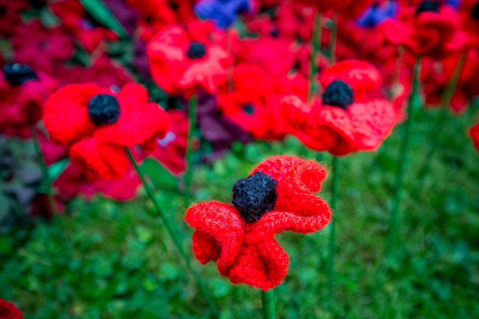 The poppies were all knitted or crocheted