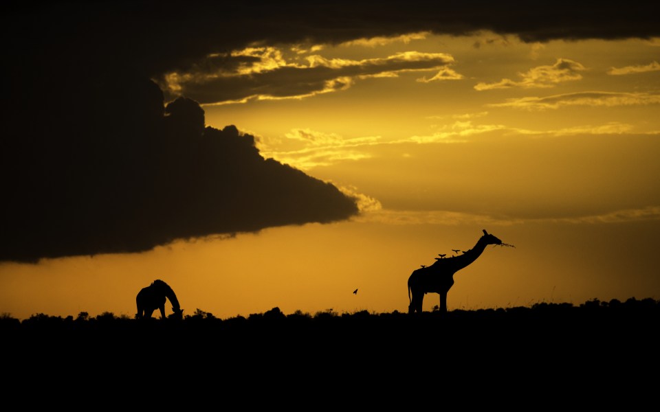  Two giraffes stand tall in the distance against the stunning backdrop of the African sunset