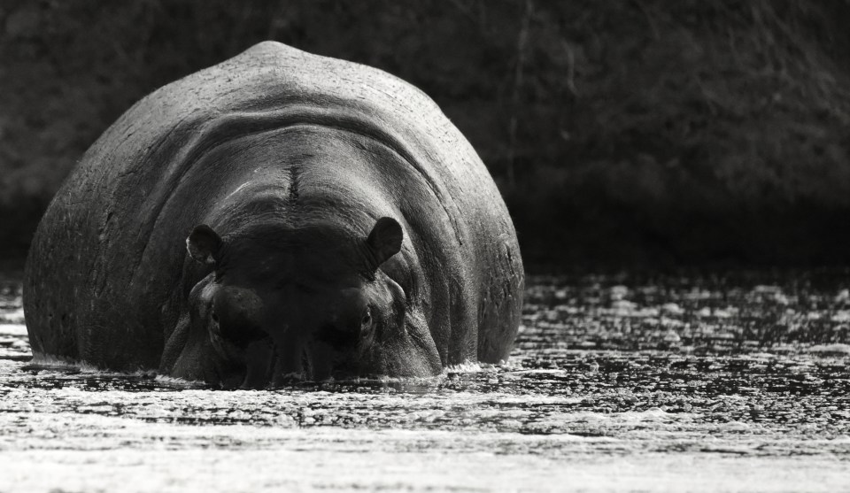  A mammoth hippo peers from the top of the water in the direction of the cameraman