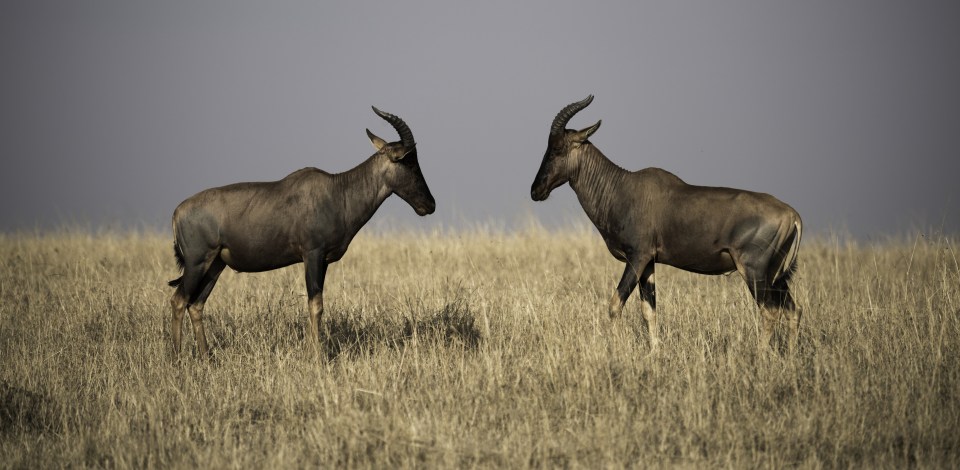  Liu travelled through the Maasai Mara for seven days , photographing the incredible wildlife