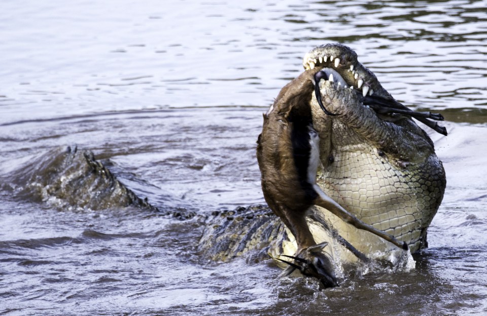  Photographer Frank Liu captured the dramatic moment a massive crocodile tore apart a gazelle