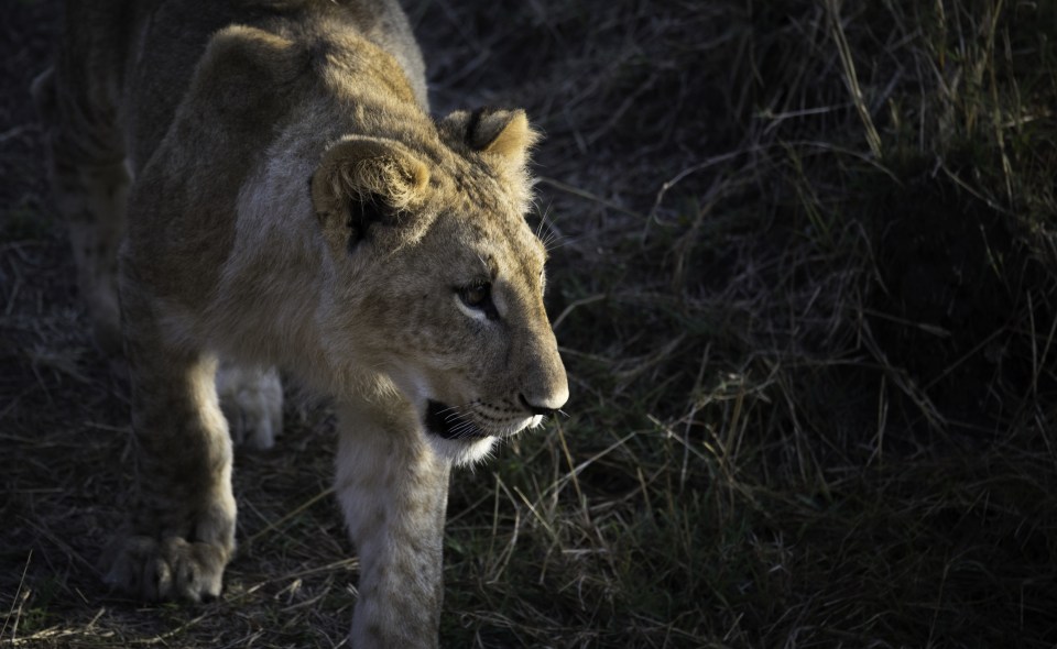  The photographer described moving in closer after seeing a pride of lions