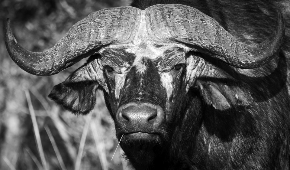  A water buffalo poses for the camera in the Maasai Mara game reserve in Kenya