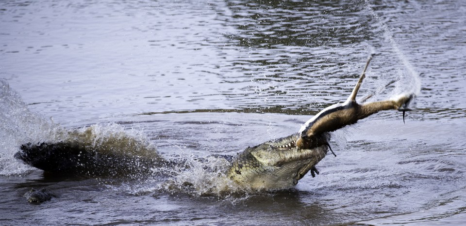  The colossal beast flipped its prey over three times, tossing it around like a rag doll