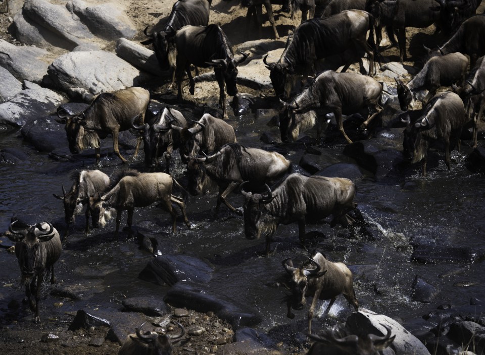  A number of wildebeest gather together to cross a river stream