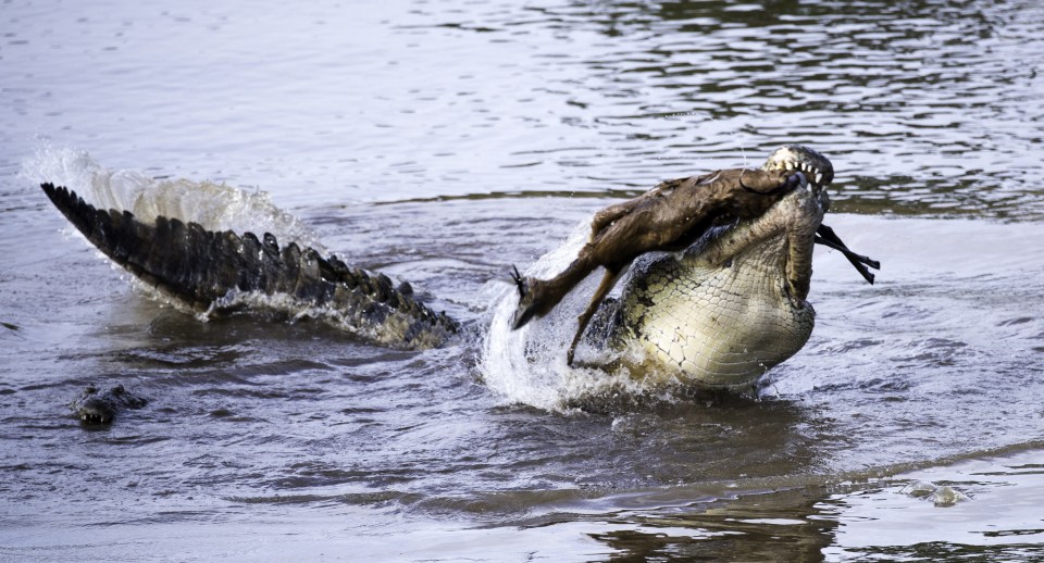  Liu was observing a group of four crocs in Kenya's Maasai Mara game reserve when the action unfolded