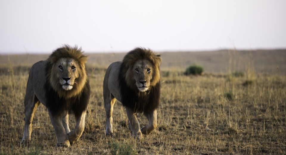  Liu captured this image of two male lions who woke up from their naps, yawned, stood up and walked past his vehicle