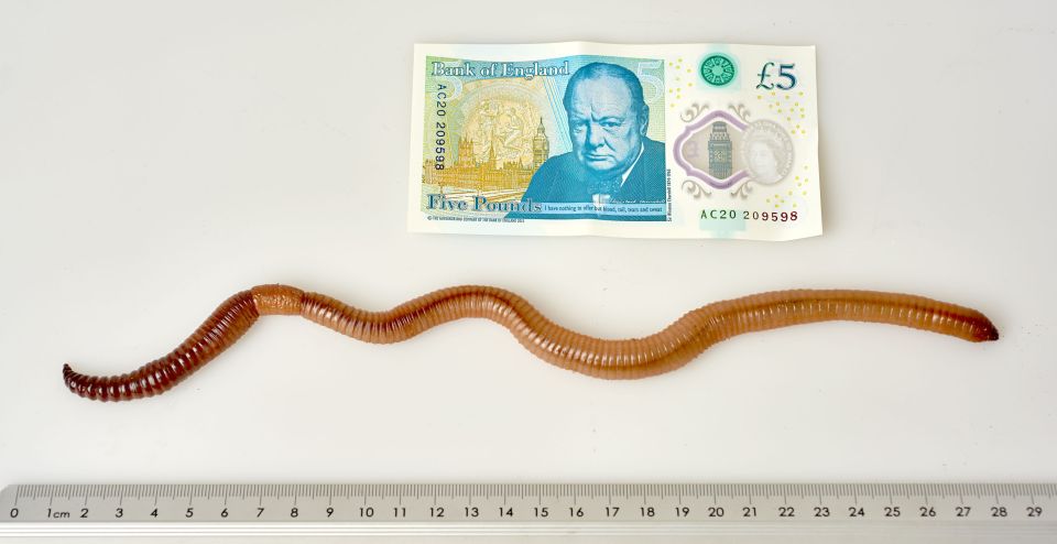  The 40cm (15.7 inch) annelid, weighing 26g, is the size of a small snake