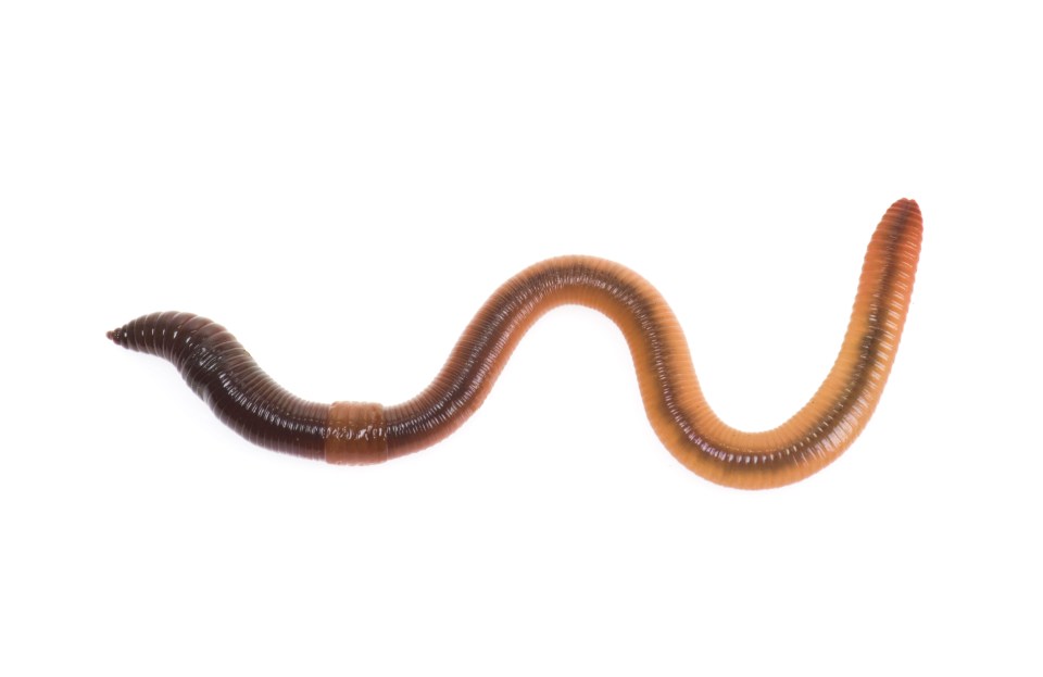  The Lumbricus terrestris is one of the largest and most common species of earthworm in Britain