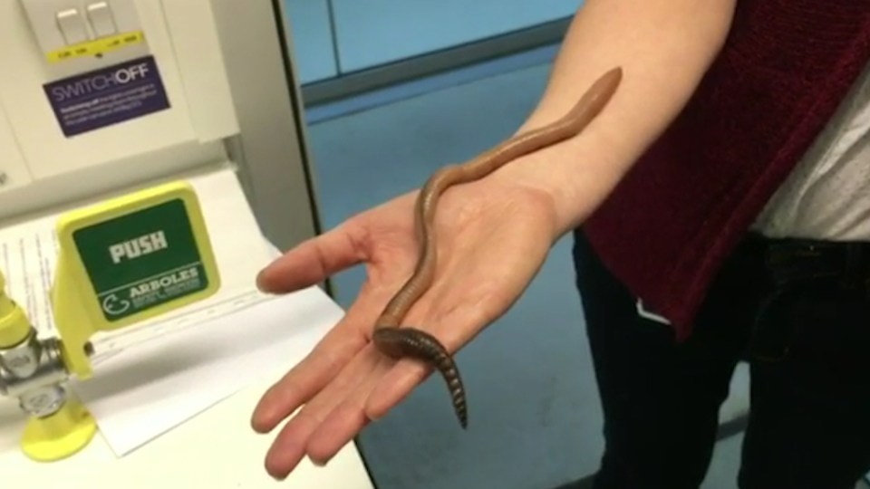  Record-breaking earthworm Dave was killed in the name of science, it was revealed today